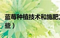 蓝莓种植技术和施肥方法（蓝莓种植技术有哪些）