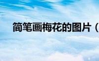 简笔画梅花的图片（简笔画梅花的画法）