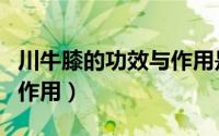 川牛膝的功效与作用是什么（川牛膝的功效与作用）