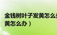 金钱树叶子发黄怎么办小妙招（金钱树叶子发黄怎么办）
