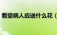 看望病人应送什么花（看望病人应送什么花）