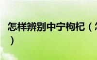 怎样辨别中宁枸杞（怎样辨别中宁枸杞的真假）