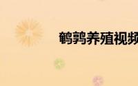 鹌鹑养殖视频（鹌鹑养殖）