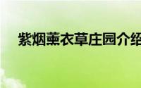 紫烟薰衣草庄园介绍（紫烟薰衣草庄园）