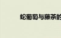 蛇葡萄与藤茶的区别（蛇葡萄）