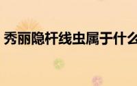 秀丽隐杆线虫属于什么动物（秀丽隐杆线虫）