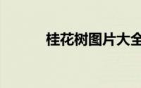 桂花树图片大全（桂花树之恋）