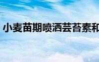 小麦苗期喷洒芸苔素和磷酸二氢钾（小麦苗）
