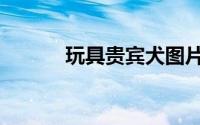 玩具贵宾犬图片（玩具贵宾犬）