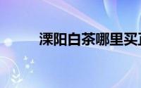 溧阳白茶哪里买正宗（溧阳白茶）