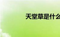 天堂草是什么草（天堂草）