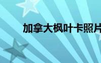加拿大枫叶卡照片（加拿大枫叶卡）