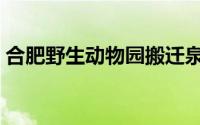 合肥野生动物园搬迁泉山（合肥野生动物园）