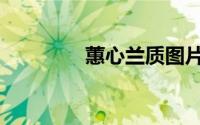蕙心兰质图片（蕙心兰质）