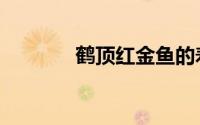 鹤顶红金鱼的寿命（鹤顶红）
