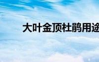 大叶金顶杜鹃用途（大叶金顶杜鹃）