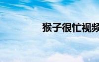猴子很忙视频（猴子很忙）