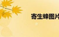 寄生蜂图片（寄生蜂）