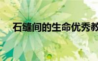 石缝间的生命优秀教案（石缝间的生命）