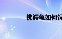 佛鳄龟如何饲养（佛鳄龟）