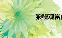 狼鳗观赏鱼（狼鳗）