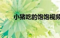 小猪吃的饱饱视频（小猪吃的饱饱）