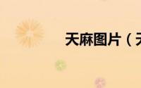 天麻图片（天麻 中药材）
