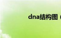 dna结构图（DNA结构）