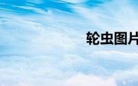 轮虫图片（轮虫）