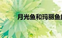 月光鱼和玛丽鱼的区别（月光鱼）