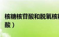 核糖核苷酸和脱氧核糖核苷酸区别（核糖核苷酸）