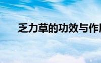 乏力草的功效与作用（乏力草炖猪蹄）