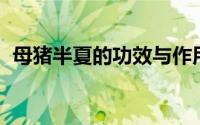 母猪半夏的功效与作用（母猪半夏 中药材）
