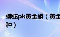 蟒蛇pk黄金蟒（黄金蟒 缅甸蟒蛇的白化突变种）