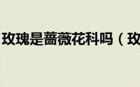 玫瑰是蔷薇花科吗（玫瑰 蔷薇科蔷薇属植物）