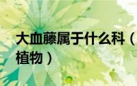 大血藤属于什么科（大血藤 木通科大血藤属植物）