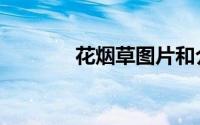 花烟草图片和介绍（花烟草）
