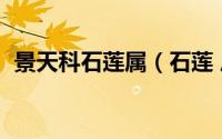 景天科石莲属（石莲 虎耳草目景天科植物）