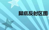 脚底反射区图（脚底反射区）
