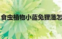 食虫植物小蓝兔狸藻怎么养（食虫植物 植物）