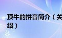 顶牛的拼音简介（关于顶牛 汉语词语详细介绍）