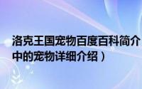 洛克王国宠物百度百科简介（关于小奥可 游戏《洛克王国》中的宠物详细介绍）