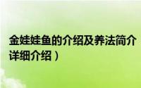 金娃娃鱼的介绍及养法简介（关于金娃娃 四齿鲀科鲀属鱼类详细介绍）