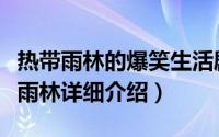 热带雨林的爆笑生活剧情简介（关于爆笑热带雨林详细介绍）