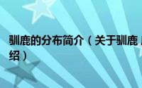 驯鹿的分布简介（关于驯鹿 鹿科驯鹿属下的一种动物详细介绍）