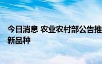 今日消息 农业农村部公告推广刺参“鲁海2号”等26个水产新品种