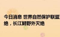 今日消息 世界自然保护联盟更新濒危物种红色名录：白鲟灭绝，长江鲟野外灭绝