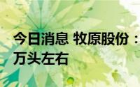 今日消息 牧原股份：当前公司生猪存栏3500万头左右