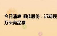 今日消息 湘佳股份：近期规划年饲养1万头种猪及年出栏20万头商品猪