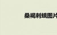 桑褐刺蛾图片（桑褐剌蛾）